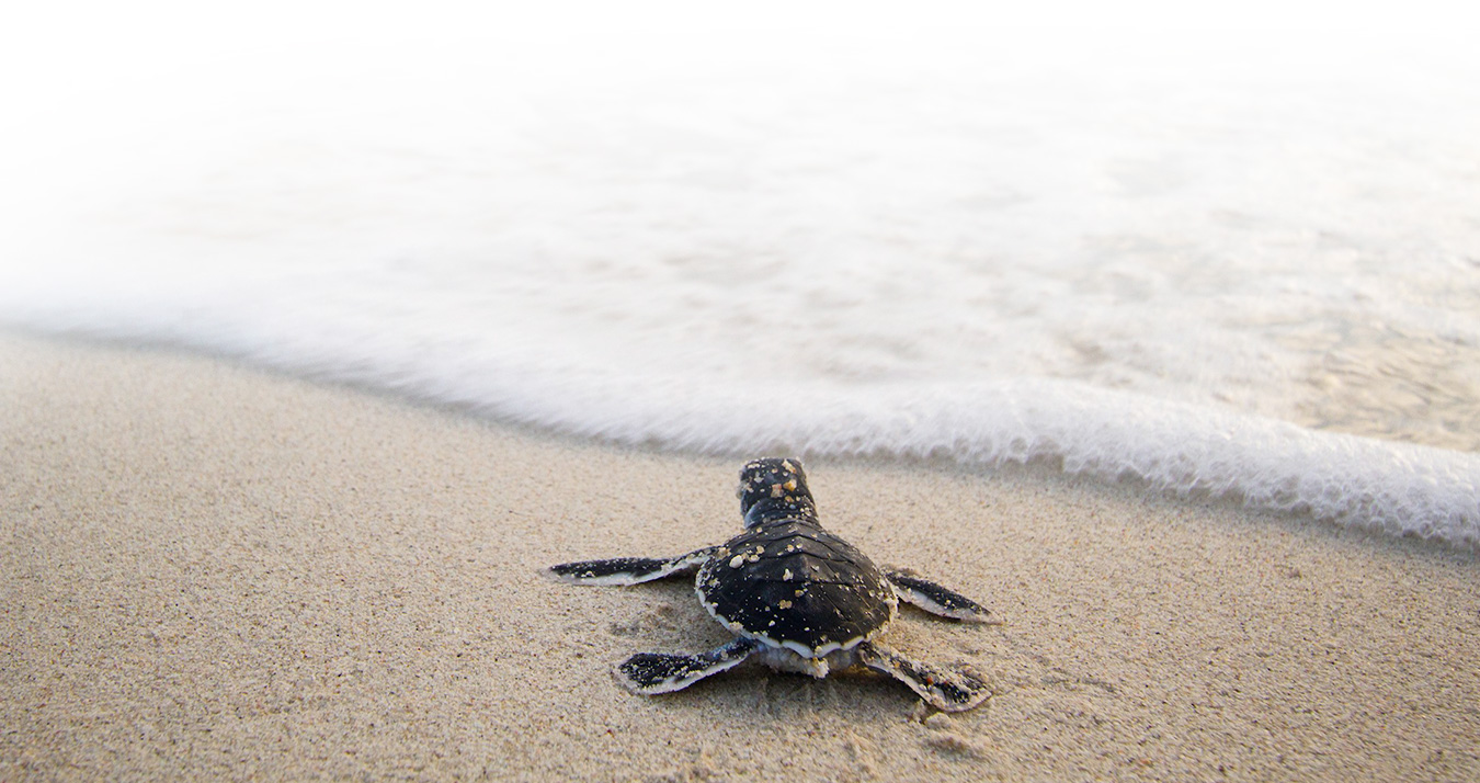 SEATRU Turtle Lab