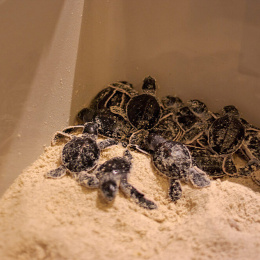 Seatru Turtle Lab