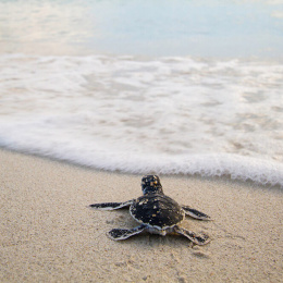 SEATRU Turtle Lab