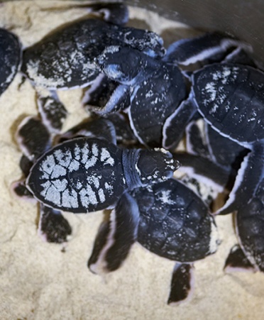 SEATRU Turtle Lab